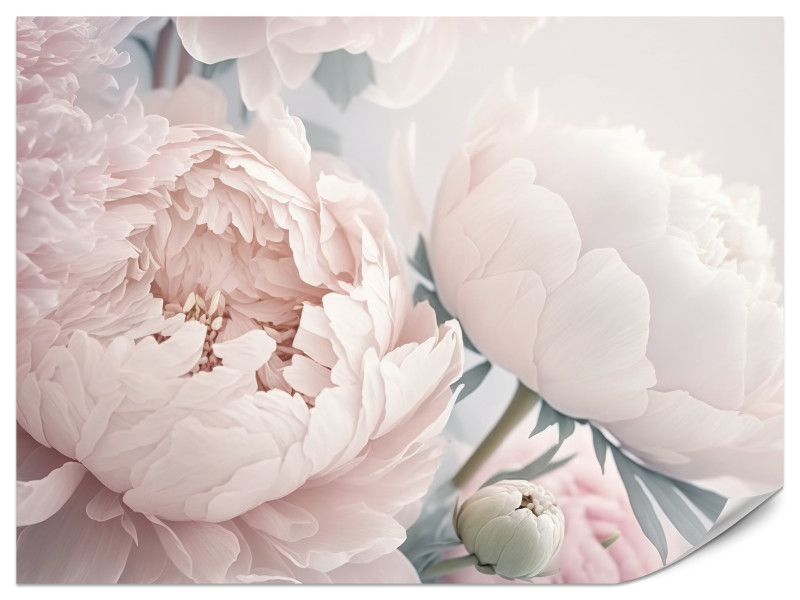 Fototapeta Duże różowe peonie 400x280cm 982128