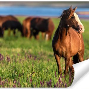 Fototapeta Dzikie Konie Na Polanie 3D 208x146cm 250445