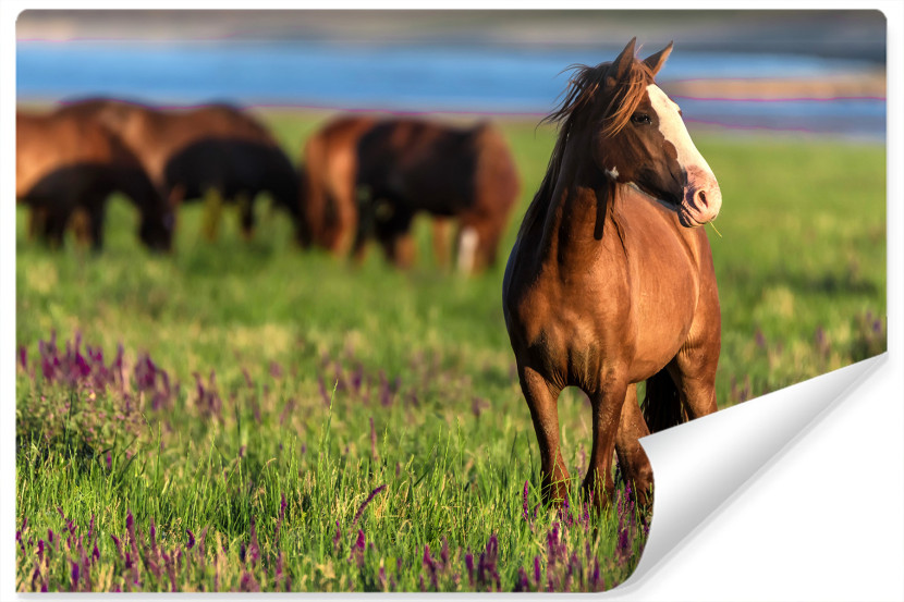 Fototapeta Dzikie Konie Na Polanie 3D 270x180cm 250408