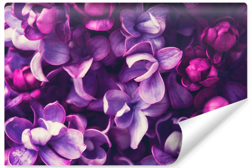 Fototapeta Fioletowe KWIATY Bzu Natura 3D 368x280cm 257257
