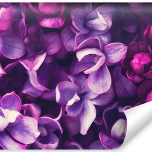 Fototapeta Fioletowe KWIATY Bzu Natura 3D 400x280cm 257214